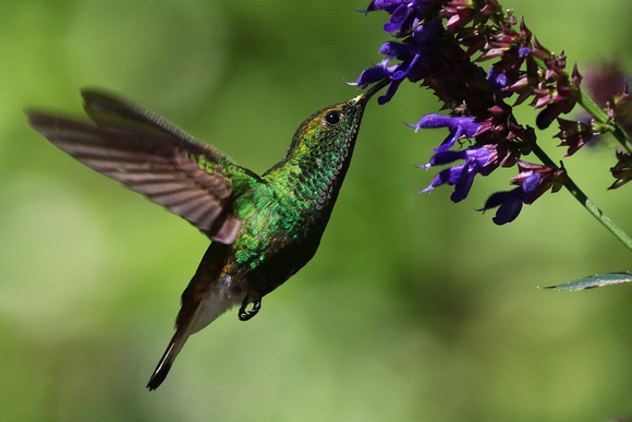 Humming bird feeds from a flower at the Selvatura Park.