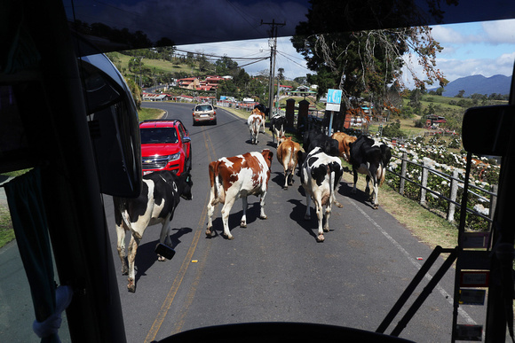 A mooving experience on our way down from the Volcano