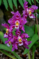More colourful orchids