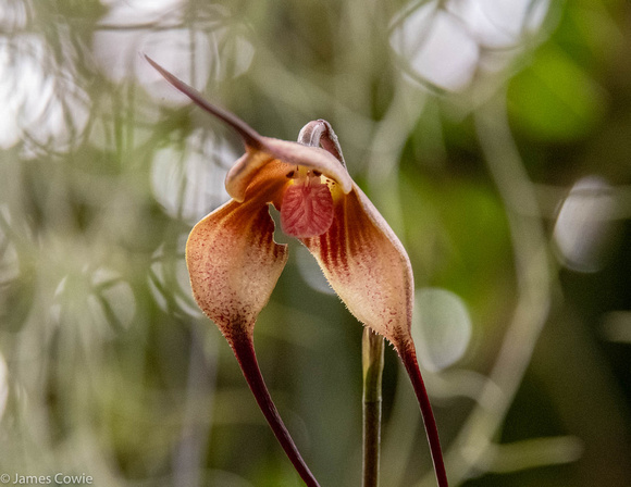 Vampire orchid