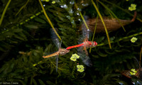 Dragon Flies - Quito Botanical Gardens