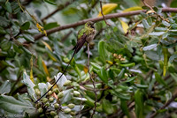 Long tailed humming bird - Quito Botanical Gardens
