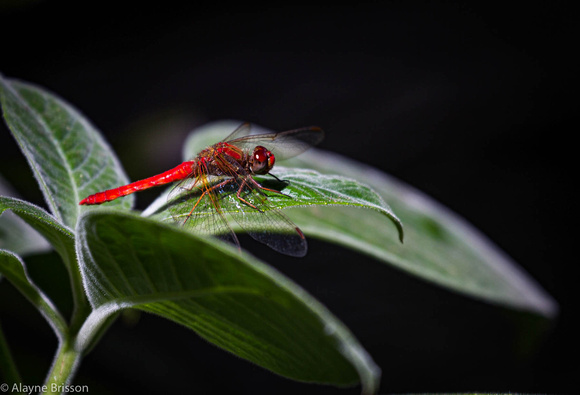 Macro of Dragon Fly, thanks Alayne Brisson - Quito Botanical Gardens