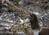Juvenile Nacza Booby tossing a stick, one more for fun.