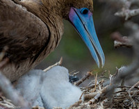 Blue footed booby and her baby.
