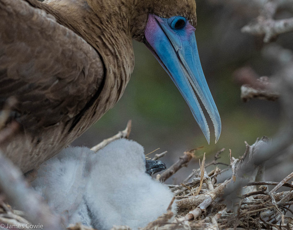Blue footed booby and her baby.