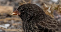 Close-up of a Darwin Finch.