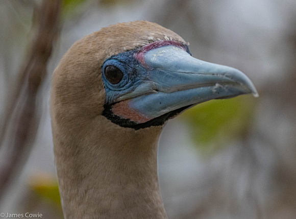 Close-up of a Red footed boody.