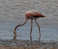 Lone Flamingo or so we thought?