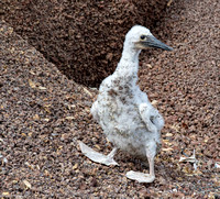 Baby booby trying to get back to its nest.