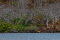 Flamingo across the lagoon.
