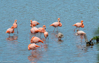Flamingos and babies.