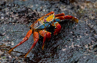 Sally Light-footed crab.