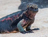 Marine iguana showing his colours.