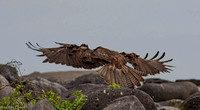Galapagos Hawk in flight.