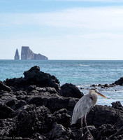 Heron with Kicker rock as the backdrop.