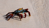 Sally Light Footed Crab on the beach.