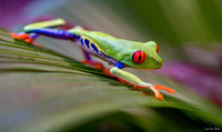 Frogs up-close image by Laurie Ann Milne