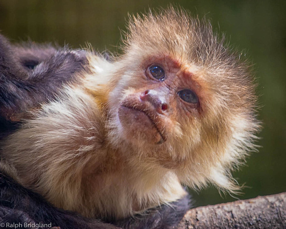 Curious monkey image by Ralph Bridgland