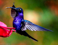 Hummingbird coming in for a landing. Image by Vicky Langford.