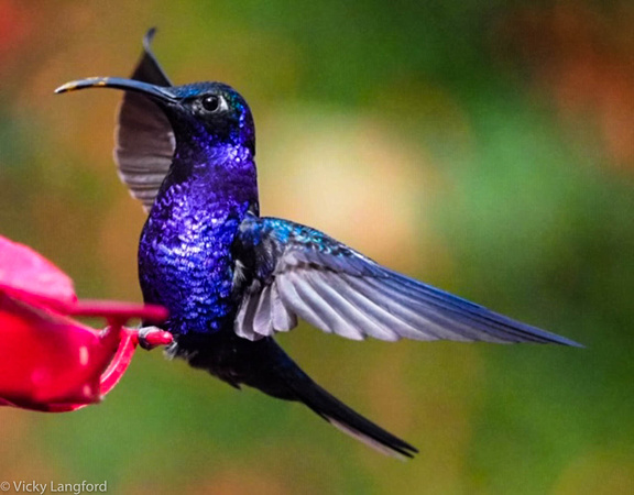 Hummingbird coming in for a landing. Image by Vicky Langford.
