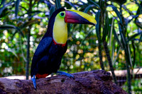 Toucan Sam, photo by Laurie Ann Milne