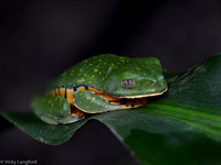 Green tree frog, image by Vick Langford.