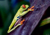 Another view of the Green Tree Frog, image by Laurie Ann Milne