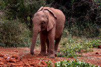 Sheldrake Elephant Orphanage.