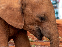 Sheldrake Elephant Orphanage.