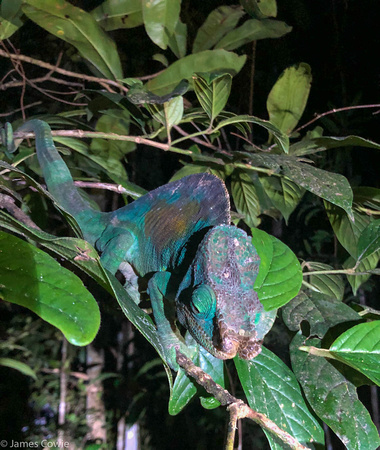 Furcifer Chameleon during our forest night walk.