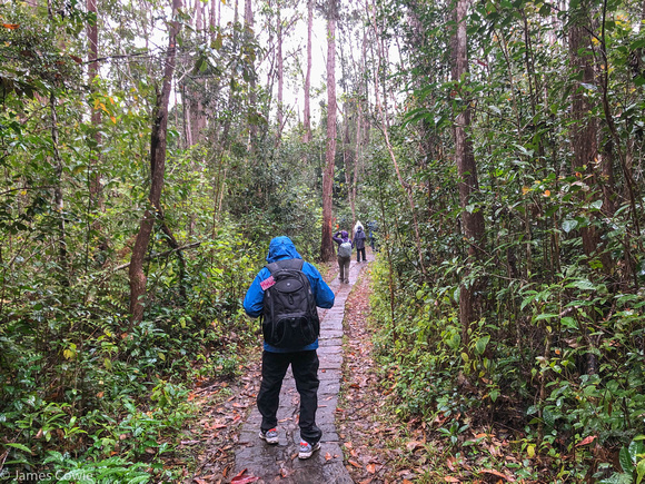 Early this morning hiking into the rain forest in Andasibe National Park.