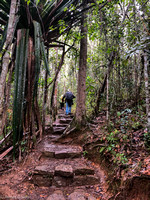 Early this morning hiking into the rain forest in Andasibe National Park.