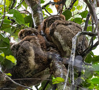 Bamboo Lemurs