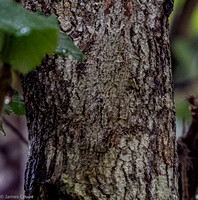 Chameleon blended into the tree, can you spot him?