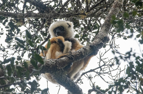 Sifakas Lemur