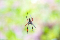 Spider just outside our lodge this morning.