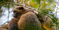 Another shot of the Golden Lemur.