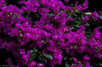 The Bougainvillea that is found throughout Israel.
