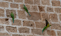 Parrots on the walls of the fortress.