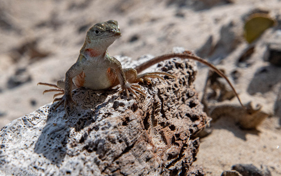 Curious guy.