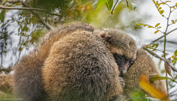 Golden Bamboo Lemur, very rare.