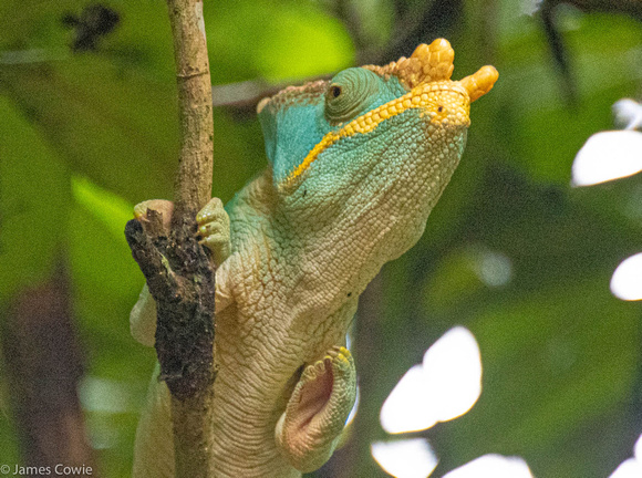 Calumma Chameleon in a tree close to our lodge.