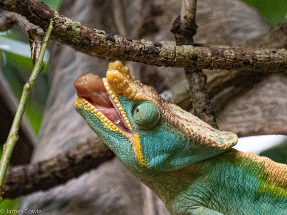 Calumma Chameleon in a tree close to our lodge going after a grasshopper.