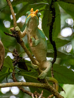 Calumma Chameleon in a tree close to our lodge.