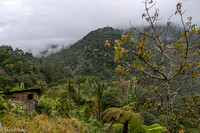 The hillside of Ranomafana National Park.